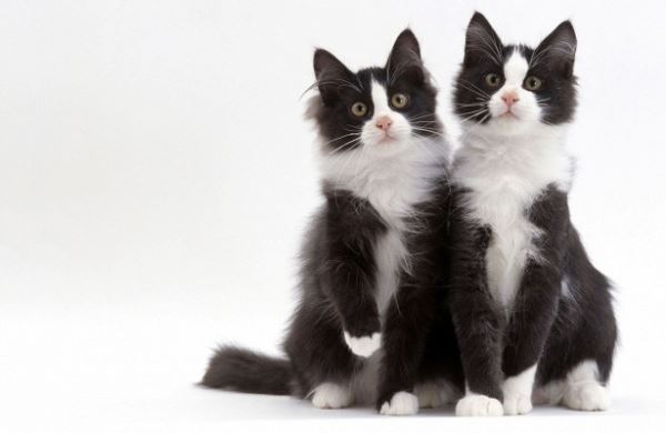 <br />
В Китае клонирование кошек поставят на поток<br />
