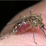 <br />
					Микроволновка против малярии				